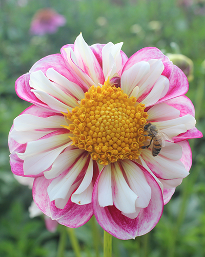 dahlia, dália, georgína, georgíny, dálie, hluza, hluzy, hluzy dalii, hluza georgin, hluza dalie, hluza georginy, hluzy georgin , bumble rumble